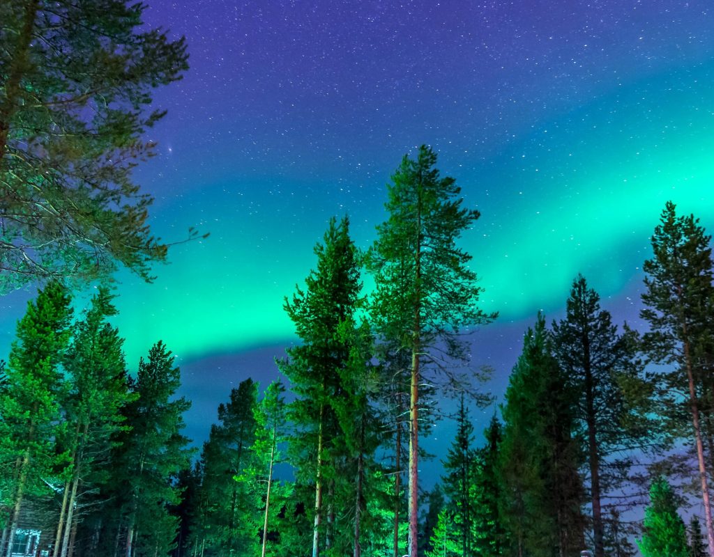 Stunning view of the Northern Lights illuminating a serene forest night sky.